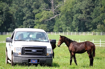 Truck In Field